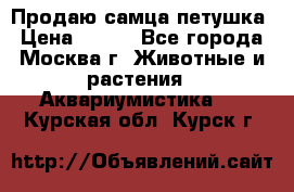 Продаю самца петушка › Цена ­ 700 - Все города, Москва г. Животные и растения » Аквариумистика   . Курская обл.,Курск г.